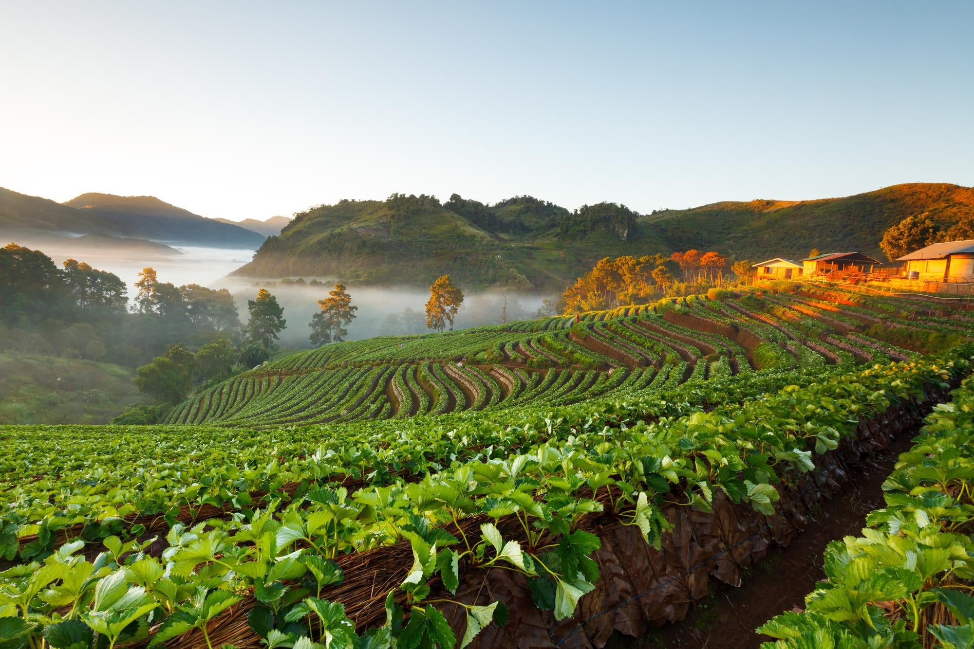 Coffee plantation on Doi Inthanon